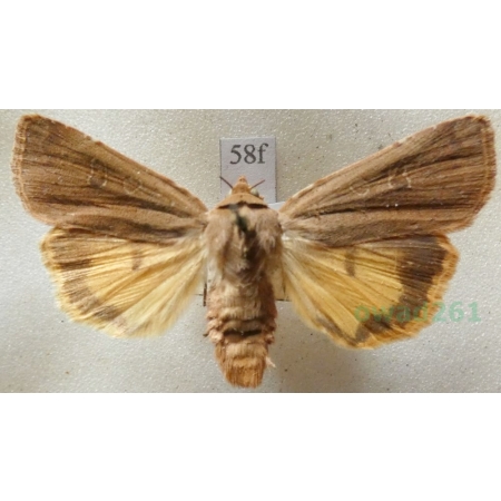 Noctua comes Hübner, 1813 Rolnica komes Czech58f